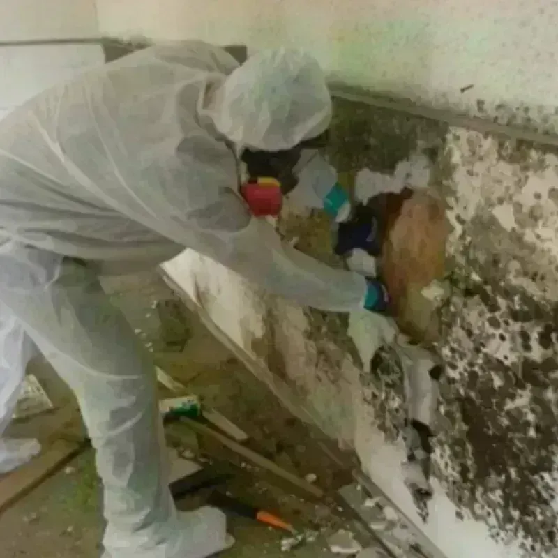 Mold Remediation and Removal in North Bellmore, NY